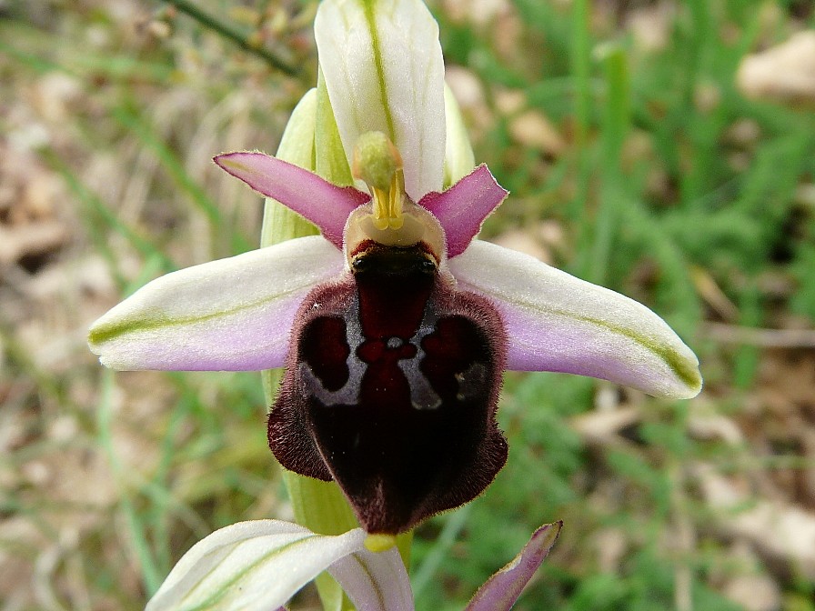 Ophrys biscutella